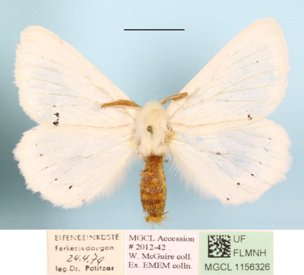 /filer/webapps/moths/media/images/V/Venusta_Phiala_A_MGCLa_01.JPG