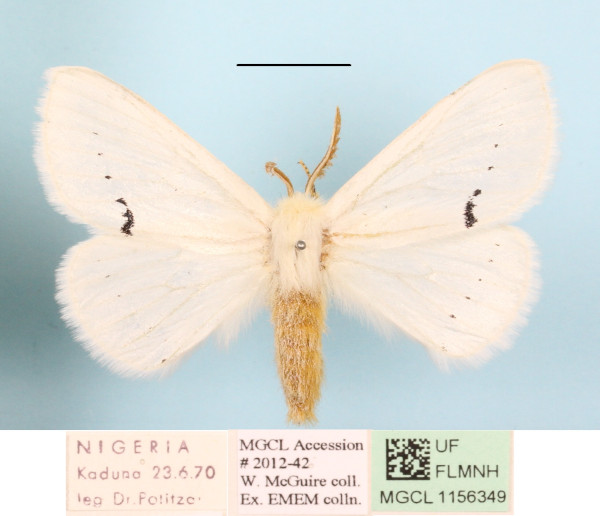 /filer/webapps/moths/media/images/V/Venusta_Phiala_A_MGCLa_02.JPG