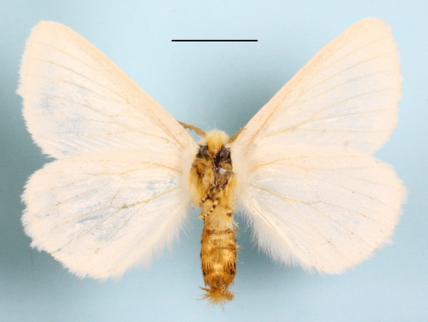 /filer/webapps/moths/media/images/V/Venusta_Phiala_A_MGCLb_01.JPG