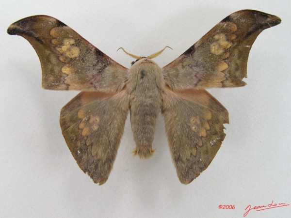 /filer/webapps/moths/media/images/V/Vestigiatum_Orthogonioptilum_A_Albert.jpg