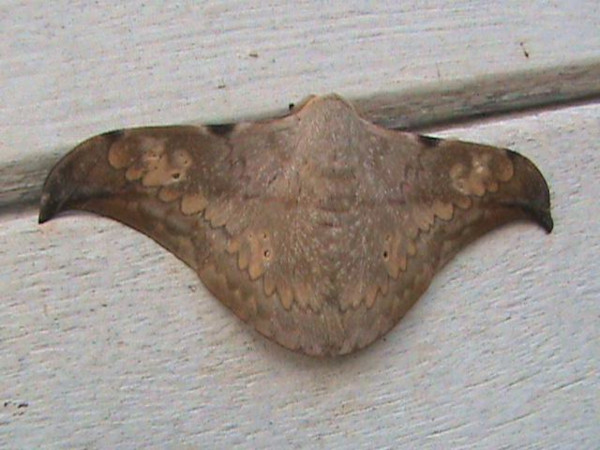 /filer/webapps/moths/media/images/V/Vestigiatum_Orthogonioptilum_A_Guyonnet.jpg