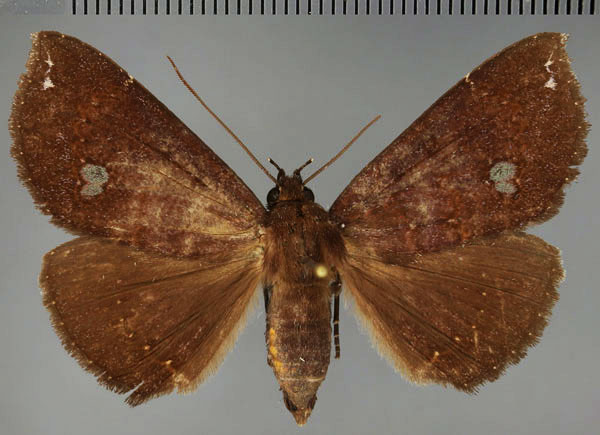 /filer/webapps/moths/media/images/V/vacillans_Facidia_AF_Fiebig.jpg
