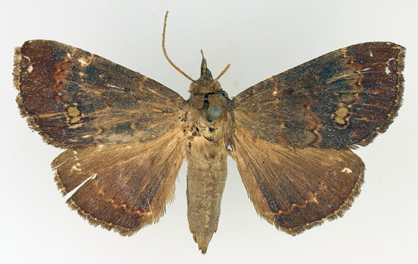 /filer/webapps/moths/media/images/V/vacillans_Facidia_AF_TMSA_01.jpg