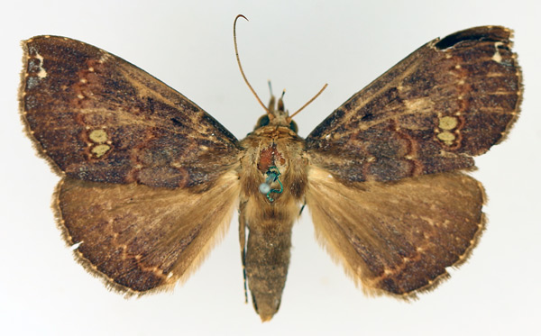 /filer/webapps/moths/media/images/V/vacillans_Facidia_AF_TMSA_02.jpg