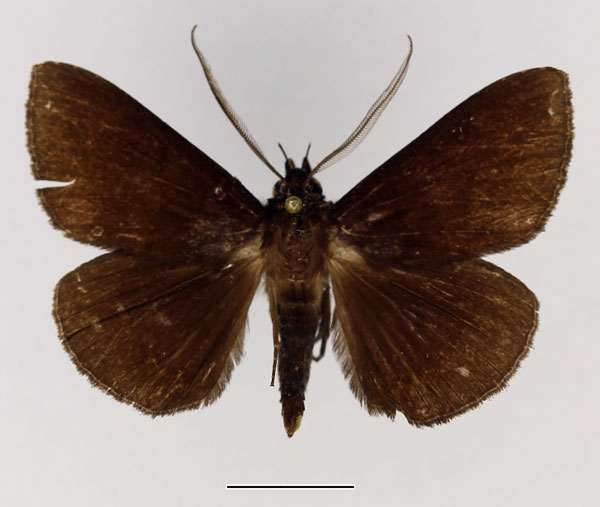 /filer/webapps/moths/media/images/V/vacillans_Facidia_AM_Basquin_02.jpg