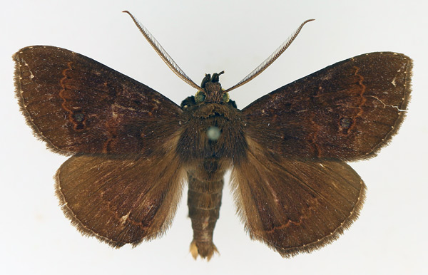 /filer/webapps/moths/media/images/V/vacillans_Facidia_AM_TMSA_01.jpg