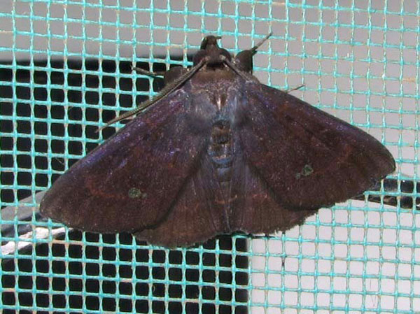 /filer/webapps/moths/media/images/V/vacillans_Facidia_A_Goff.jpg