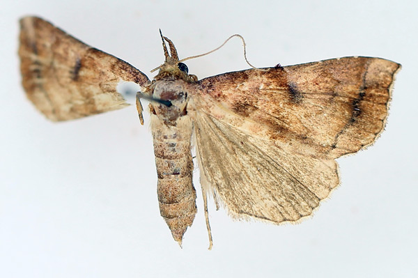 /filer/webapps/moths/media/images/V/vacillans_Radara_AF_TMSA.jpg