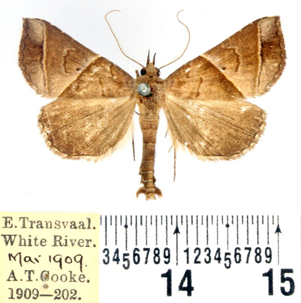/filer/webapps/moths/media/images/V/vacillans_Radara_AM_BMNH.jpg