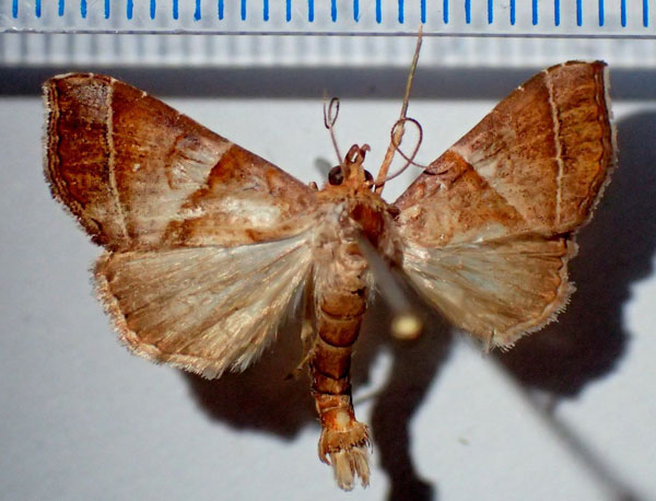 /filer/webapps/moths/media/images/V/vacillans_Radara_AM_Bippus.jpg