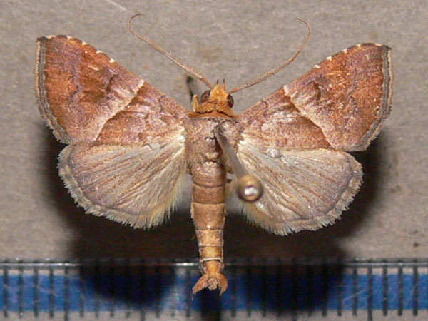 /filer/webapps/moths/media/images/V/vacillans_Radara_A_Goff.jpg