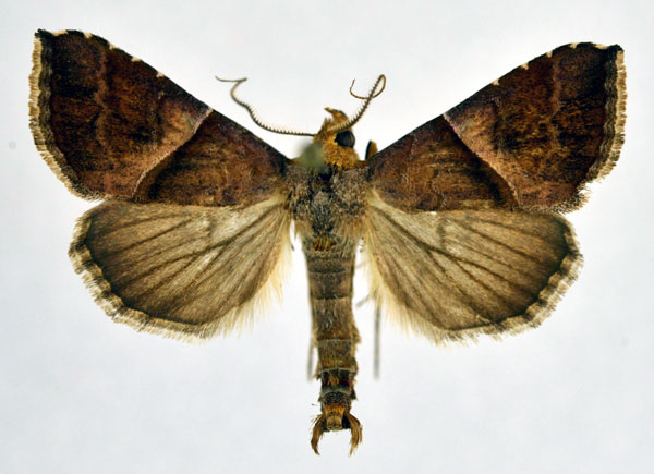 /filer/webapps/moths/media/images/V/vacillans_Radara_A_NHMO.jpg