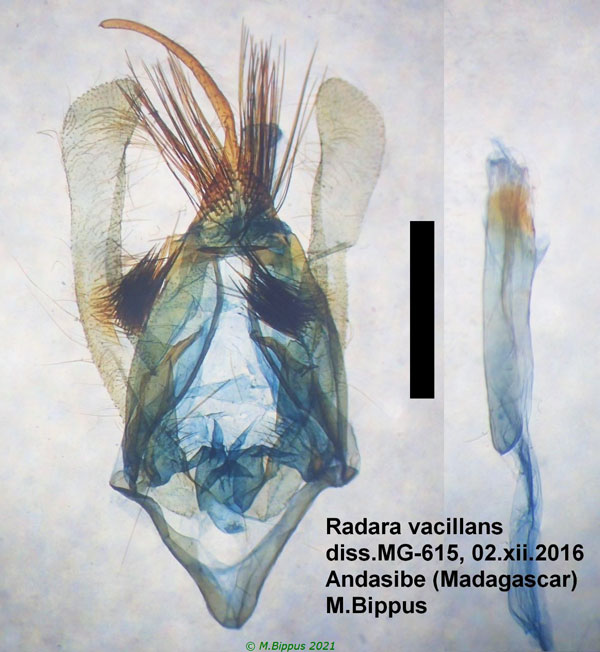 /filer/webapps/moths/media/images/V/vacillans_Radara_GM_Bippus_615.jpg