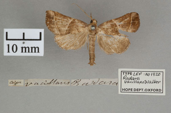 /filer/webapps/moths/media/images/V/vacillans_Radara_HT_OUMNH_01.jpg