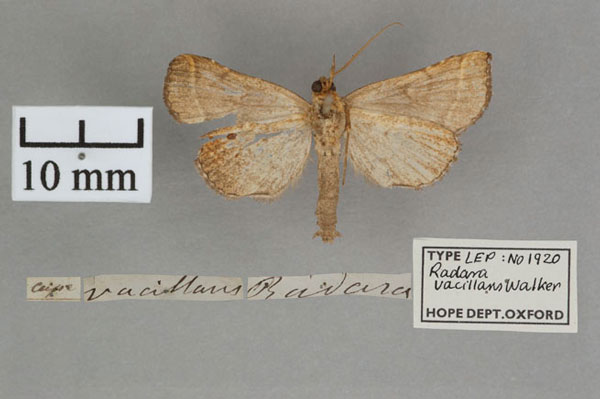 /filer/webapps/moths/media/images/V/vacillans_Radara_HT_OUMNH_02.jpg