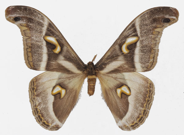 /filer/webapps/moths/media/images/V/vacuna_Epiphora_AM_Basquina.jpg