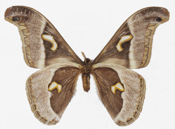 /filer/webapps/moths/media/images/V/vacuna_Epiphora_AM_Basquinb.jpg