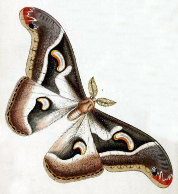 /filer/webapps/moths/media/images/V/vacuna_Saturnia_HT_Westwood_1849_7-1.jpg