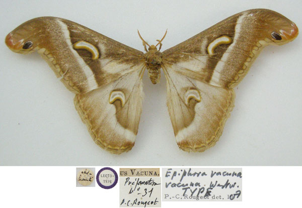 /filer/webapps/moths/media/images/V/vacuna_Saturnia_STM_NHMUKa.jpg