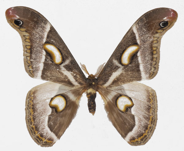 /filer/webapps/moths/media/images/V/vacunoides_Epiphora_AM_Basquin.jpg