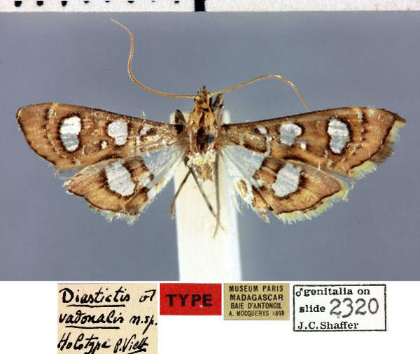 /filer/webapps/moths/media/images/V/vadonalis_Diastictis_HT_MNHN.jpg