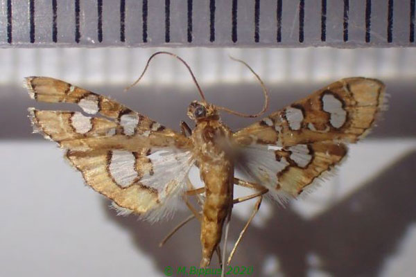 /filer/webapps/moths/media/images/V/vadonalis_Glyphodella_A_Bippus_01.jpg