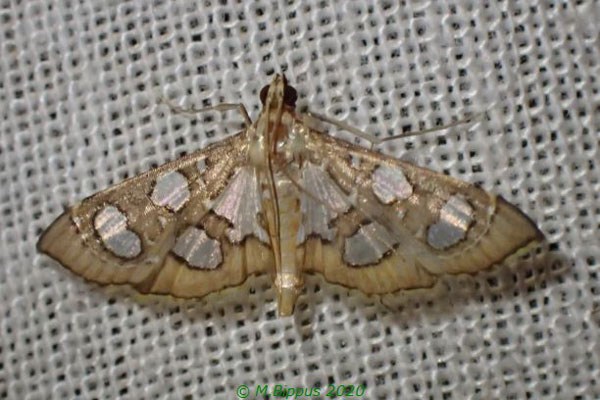 /filer/webapps/moths/media/images/V/vadonalis_Glyphodella_A_Bippus_02.jpg