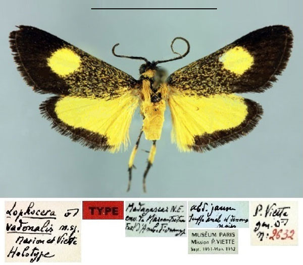 /filer/webapps/moths/media/images/V/vadonalis_Lophocera_HT_MNHN.jpg