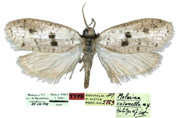 /filer/webapps/moths/media/images/V/vadonella_Melasina_HT_MNHN.jpg