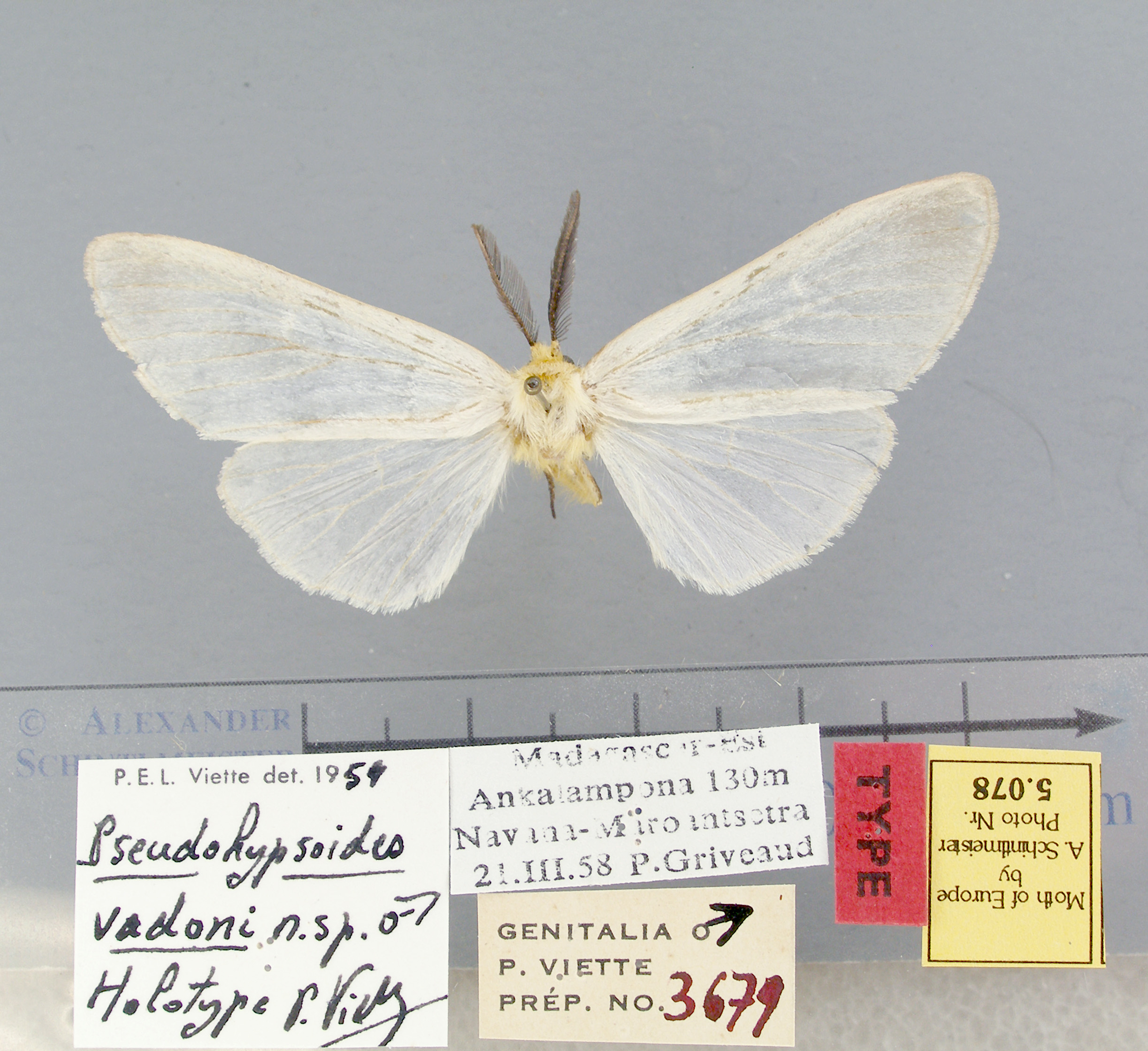 /filer/webapps/moths/media/images/V/vadoni-Pseudohypsoides-5078-HT-Madagascar.jpg