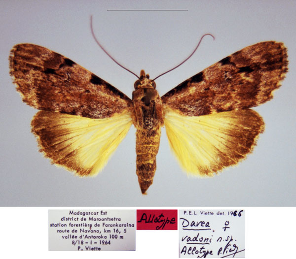 /filer/webapps/moths/media/images/V/vadoni_Davea_AT_MNHN.jpg