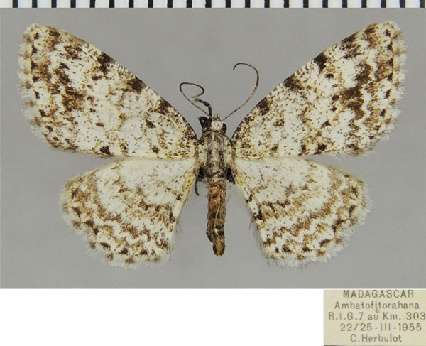 /filer/webapps/moths/media/images/V/vadoni_Ectropis_AF_ZSM.jpg