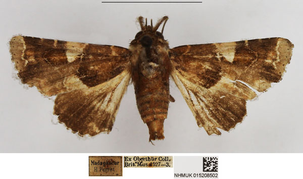 /filer/webapps/moths/media/images/V/vadoni_Eutelia_AM_NHMUK.jpg