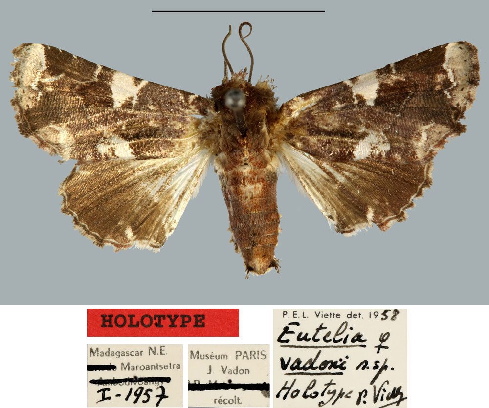 /filer/webapps/moths/media/images/V/vadoni_Eutelia_HT_MNHN.jpg