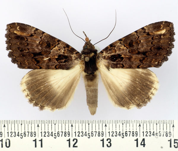 /filer/webapps/moths/media/images/V/vadoni_Nagia_AF_BMNH.jpg