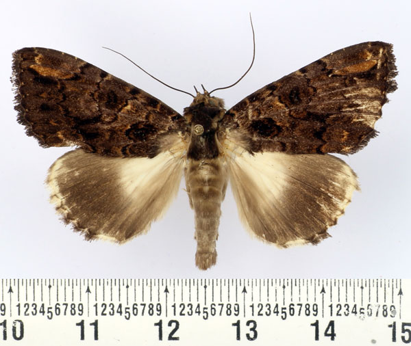 /filer/webapps/moths/media/images/V/vadoni_Nagia_AM_BMNH.jpg