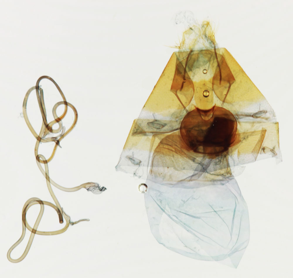 /filer/webapps/moths/media/images/V/vadoni_Nagia_GFAT_MNHN_9022.jpg