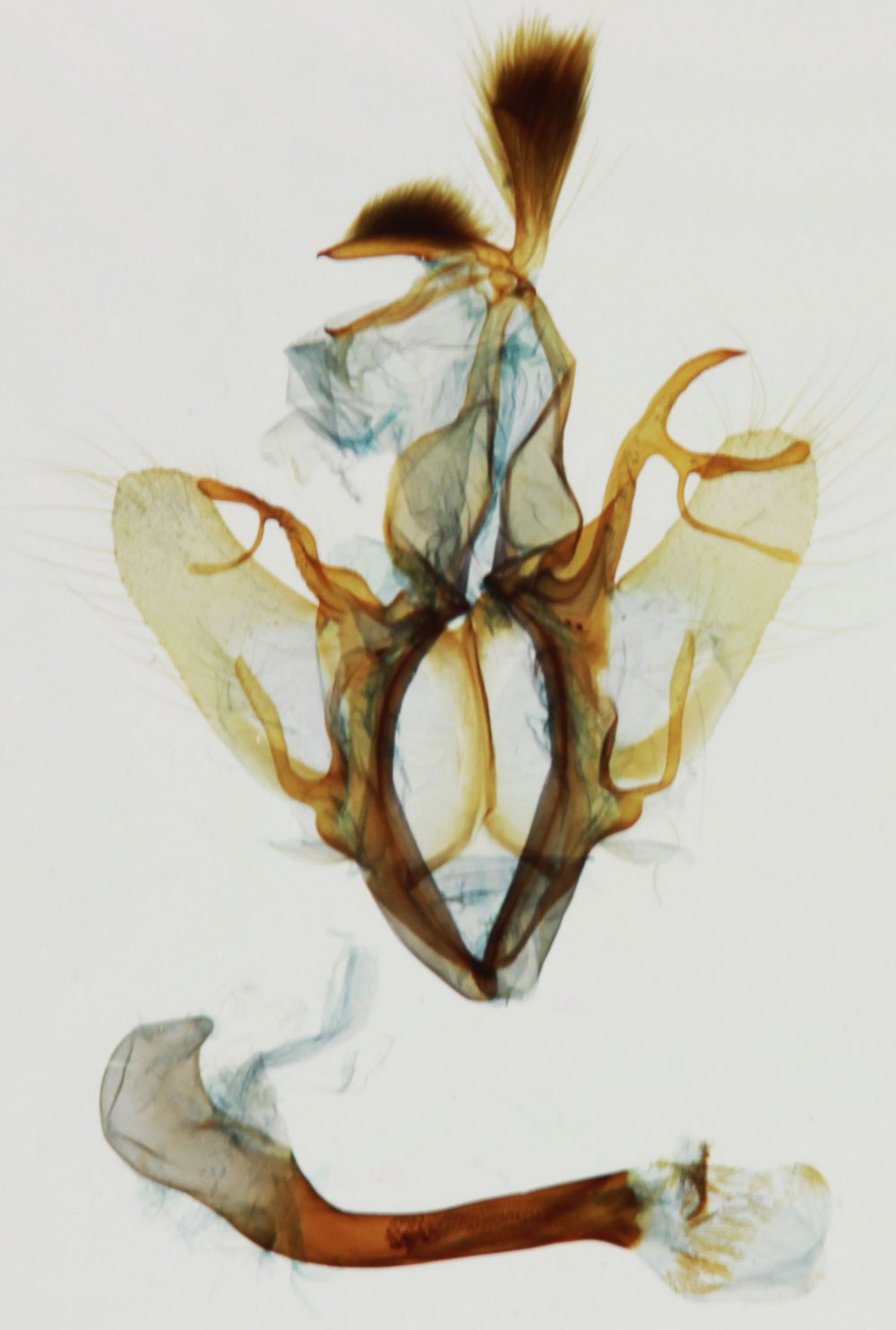 /filer/webapps/moths/media/images/V/vadoni_Nagia_GMHT_MNHN_9021.jpg