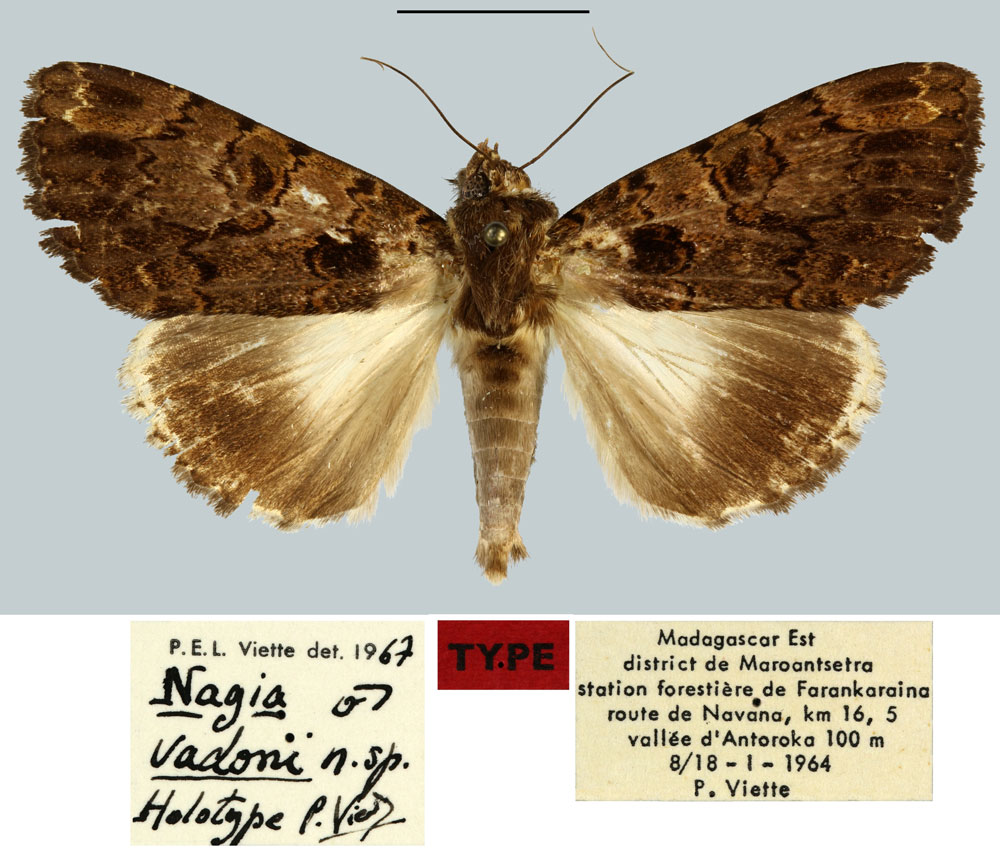 /filer/webapps/moths/media/images/V/vadoni_Nagia_HT_MNHN.jpg