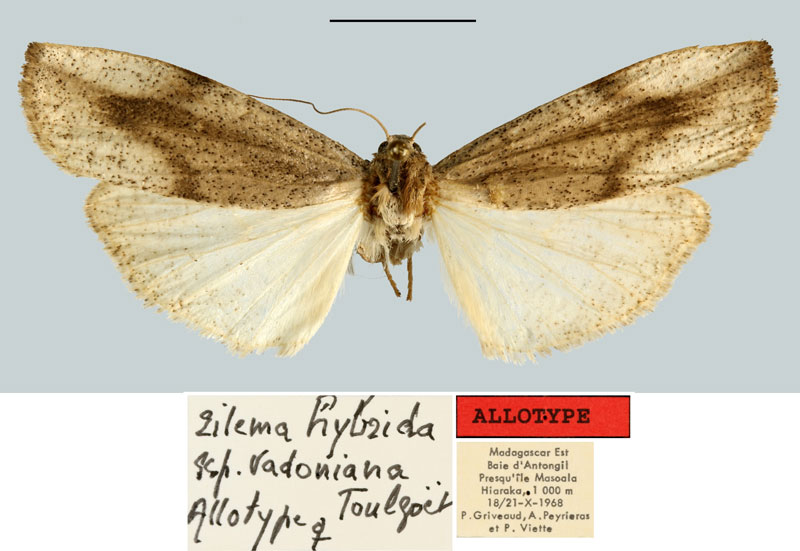 /filer/webapps/moths/media/images/V/vadoniana_Eilema_AT_MNHN.jpg