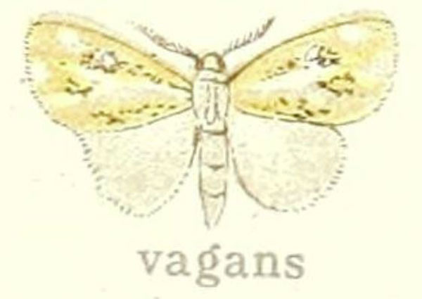 /filer/webapps/moths/media/images/V/vagans_Porthesia_HT_Hering_28f.jpg