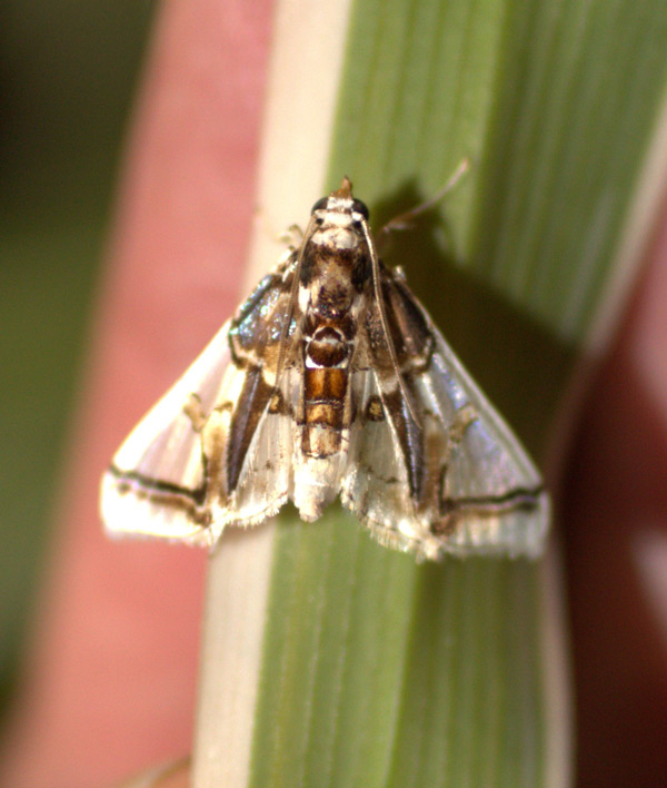 /filer/webapps/moths/media/images/V/vagans_Syllepte_A_Heyns.jpg