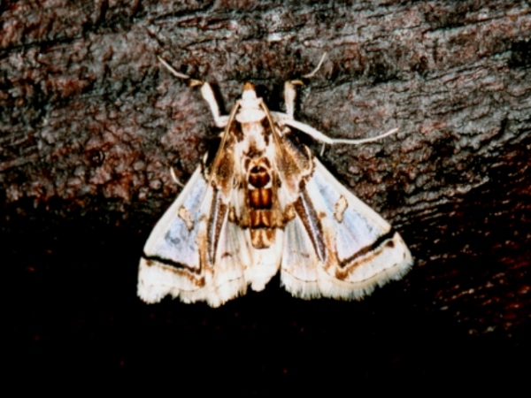 /filer/webapps/moths/media/images/V/vagans_Syllepte_A_Roland.jpg