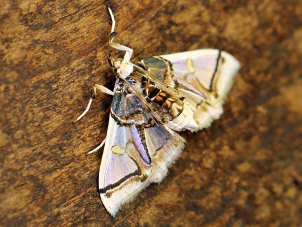 /filer/webapps/moths/media/images/V/vagans_Syllepte_A_Voaden.jpg