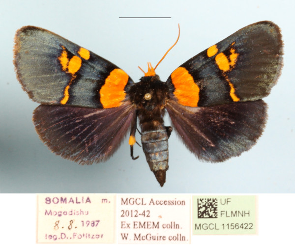 /filer/webapps/moths/media/images/V/vaillantina_Egybolis_A_MGCLa_01.jpg