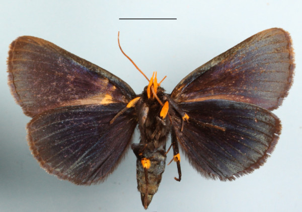/filer/webapps/moths/media/images/V/vaillantina_Egybolis_A_MGCLb_01.jpg