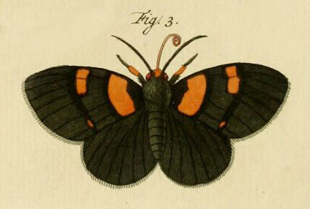 /filer/webapps/moths/media/images/V/vaillantina_Egybolis_Stoll_31_3.jpg