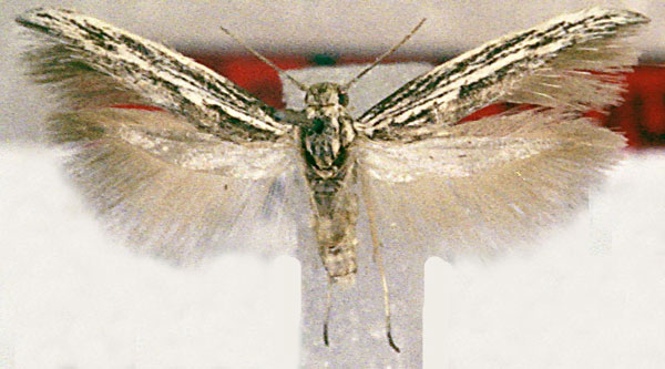 /filer/webapps/moths/media/images/V/valgella_Scythris_PT_Bengtsson.jpg