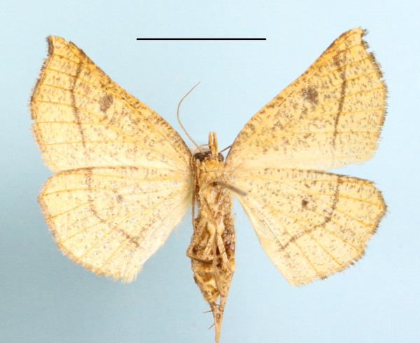 /filer/webapps/moths/media/images/V/valida_Drepanogynis_AF_MGCLb_01.jpg