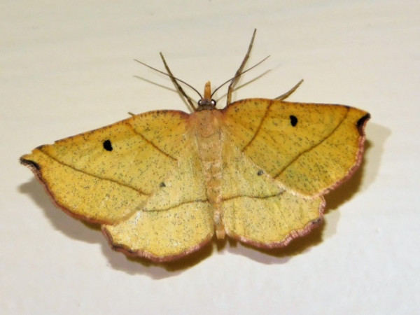 /filer/webapps/moths/media/images/V/valida_Drepanogynis_A_Grobler.jpg